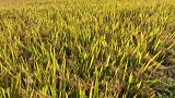 农民王小：爷们担心稻子收成，金黄的稻田里感慨，农民不容易