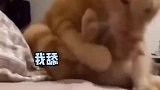 小猫在线表演慌慌张张，真的是一个小戏精
