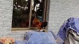 鸡：怎么回事，家里怎么还有只鸡：！