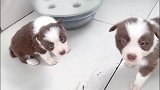 超级可爱的一群小奶狗，你喜欢哪一个