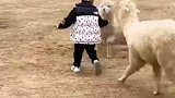 五岁萌娃投喂羊驼，反被扑倒妈妈当时还挺紧张