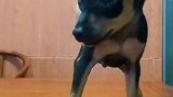 有没有觉得小鹿犬莫名的像杜宾