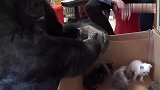 主人送猩猩一窝小奶猫，它温柔的拿起一只，很暖心的抱在怀里！