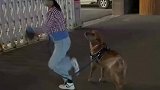 主人拿金毛狗绳跳绳，狗子忍无可忍，给了主人一脚