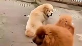 大鹅勇斗藏獒没有一丝胆怯