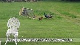 孔雀正在散步，公鸡却看它不顺眼了，大战一触即发镜头拍下全程！