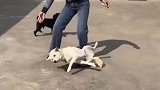 真的是有仇就报啊，狗子太不容易了
