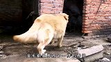 萌宠 当金毛被当成土狗养，那它就是土狗了！[高清版]