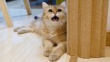 主人给被隔离大猫上药，黏人小猫寸步不离守门外，不停隔空喊主人
