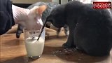 无毛猫喝牛奶，结果溅了蓝猫一身！蓝猫：你是嫉妒我这身皮草吗