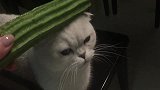 猫咪真的会怕黄瓜主人测试的结果让人惊讶！