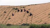 中国消灭一片沙漠，足有42200平方公里，绿植覆盖率不敢想象