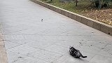 猫咪抓鸟结果被鸟给耍了，气得扭头就走