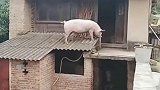 农村生猪爬房顶，现实版的，三天不打上房揭瓦！