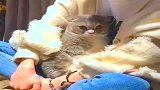 第一次看见女朋友卸完妆后，别说是我，连我们家猫表情都变了