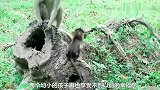 小猴子与母亲纠缠耍泼，猴妈妈温情回归，结果是这样