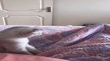 喵星人团子吃醋了，霸气的模样不禁让人竖起大拇指