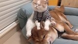 当猫和狗在一起久了会发生什么样的变化？vlog萌宠日常 萌宠
