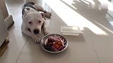比特犬胃口大开，生吃新鲜的牛肉块，肝脏与鸡爪