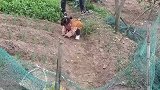 往身上擦我能理解，这往头上浇确实是没想到
