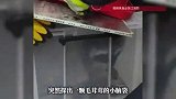 天花板上“倒挂”一颗脑袋！小浣熊“偷家”被困天花板