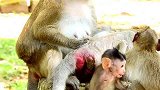 猴妈妈照顾它，但是小猴子嫉妒得太多了