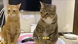 嫉妒让猫面目全非，这个橘猫打翻了醋缸