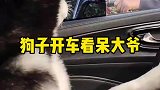 把路过的大爷都看呆了，狗子竟然都会开车了