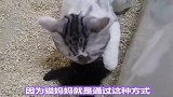 奇奇怪怪的猫咪冷知识又增加了