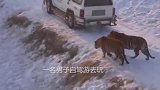 司机被1群老虎包围，1个动作自救成功，镜头拍下全过程