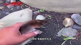 大公鸡：打架 气势一定不能输