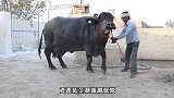 世界上体型最大的牛，现实版的“牛魔王”，老虎遇到它也得“跪”