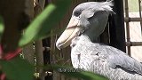 鲸头鹳发现同伴，扑腾着翅膀冲了过去，这也太凶了吧