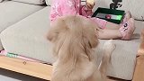 小主人坐在沙发上，金毛守在一旁生怕掉下来，好温馨的一幕！
