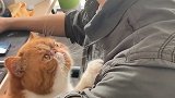 后来遇见他，蔡根花爱上这个男人了～后来遇见他 流浪猫