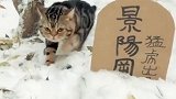 入冬的第一场雪，就在山上遇到一只猛虎，这下我该怎么办