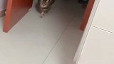 看一下胖子的日常