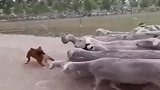 看到这一幕我笑了什么时候牧羊犬和羊关系这么好了？