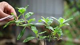 想要打造长春花“棒棒糖”，掌握好时间，做好这2点，就容易多了
