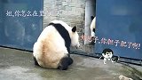 熊猫天天想着越狱，结果被打一巴掌，熊猫：不好意思，开错门了