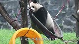 熊猫团子为了玩吊床，化身“杂技熊猫”，太厉害了