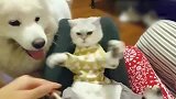 猫咪转角遇到萨摩耶的爱，真是待遇差太远了