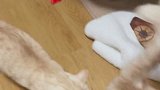 大家说该怎么帮一下绝育小公猫动物图鉴 小猫咪也太难了吧
