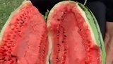 日本火焰山下的大西瓜，当打开的那一刻傻眼了，这西瓜真是好奇葩