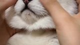 谁能拒绝傻憨憨的小猫咪，这谁顶得住啊