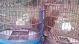 画眉鸟斗鸟：隔笼斗都打这么凶，笼斗肯定更厉害