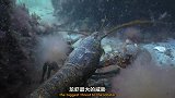 狭路相逢的龙虾互怼可不是勇字当头！巨螯互掐全凭实力说话！