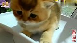 小奶猫刚会走你别叫它，不然冲你跑过来能把你萌死呀，太逗人了