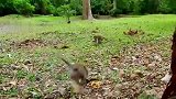 猴王虽然老了，但威风不减，把流浪猴吓得逃之夭夭