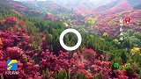 诗画山东丨叶正红，色正浓，红叶谷赏叶恰是好时节